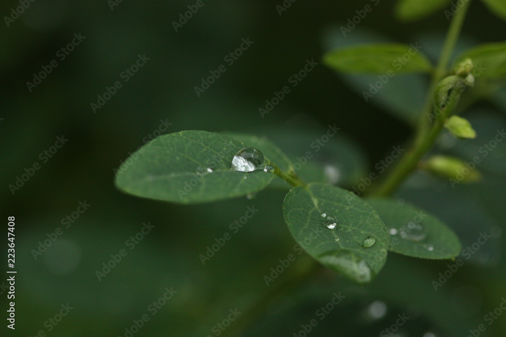 rain drop on plant very fresh blur background rain drop on plant very fresh blur background