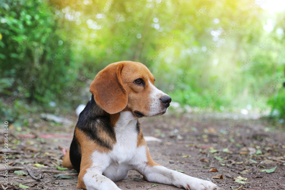 Portrait of beagle dog sitting on the ground.