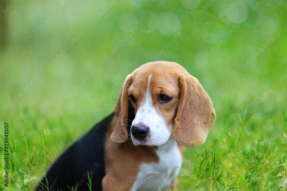Beagle dog sitting on the green grass outdoor.