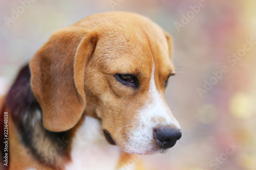 Headshot portrait of beagle dog.