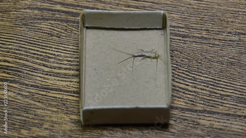 Insect feeding on paper - silverfish. Pest books and newspapers. Lepismatidae, Thermobia domestica.