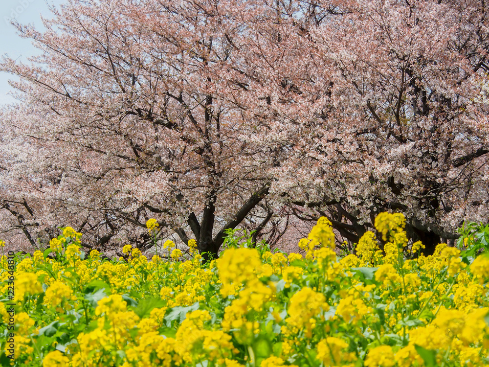 桜と菜の花