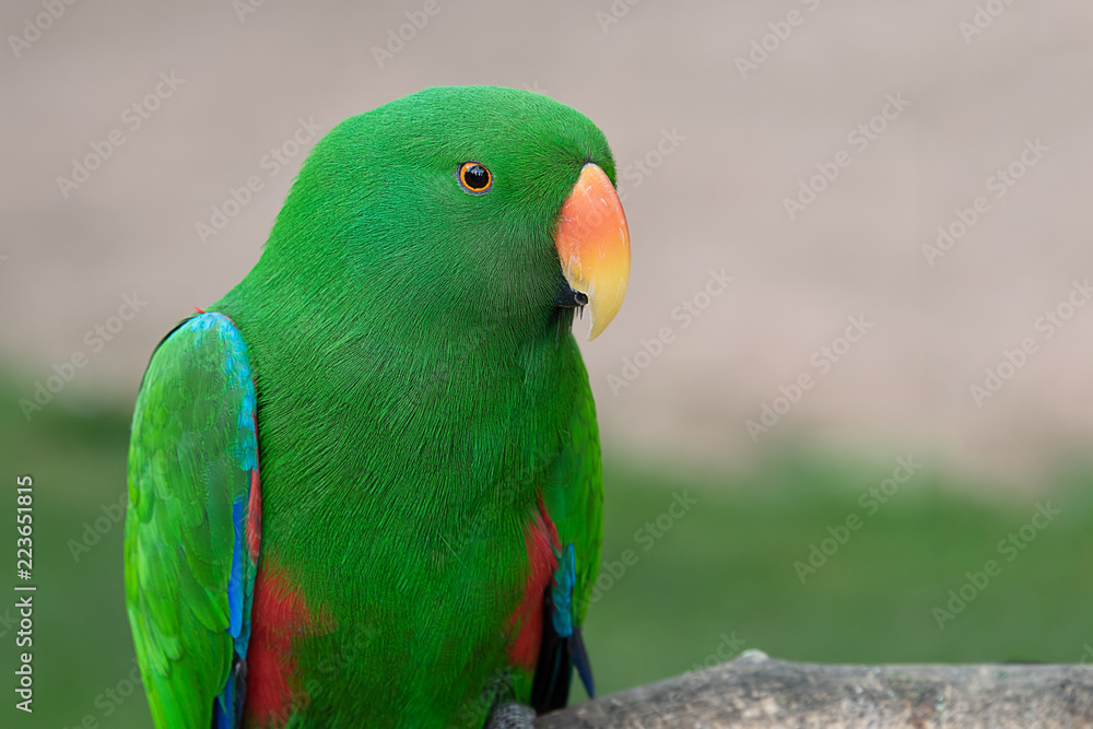 Naklejka premium A close up half length portrait of an eclectus parrot with vibrant colors. The exotic bird is facing to the right