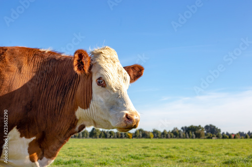 Εκτύπωση καμβά A brown and white hereford steer in a farm field in spring with green grass and