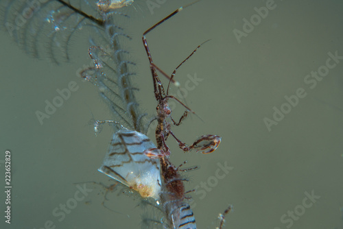 Skeleton Shrimp - Caprella sp 