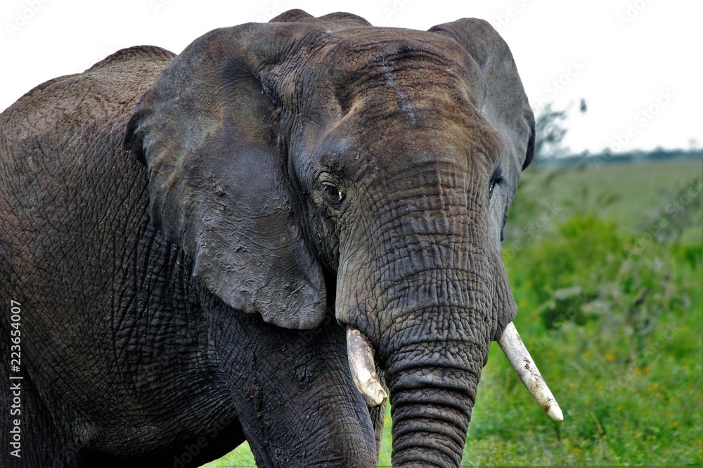 elephant on safari elephant on safari