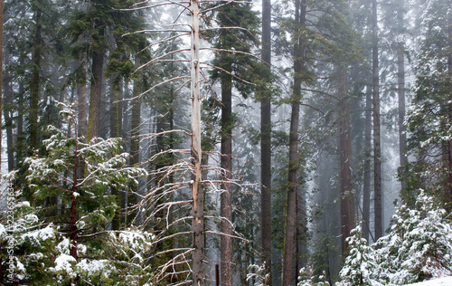Snowy Forest