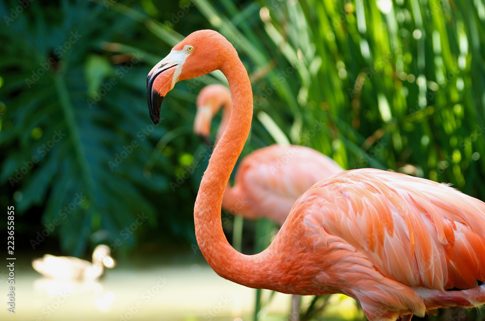 Fototapeta premium Pink Flamingo