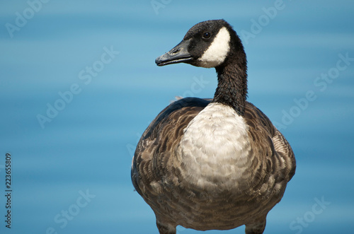 Front Facing Duck
