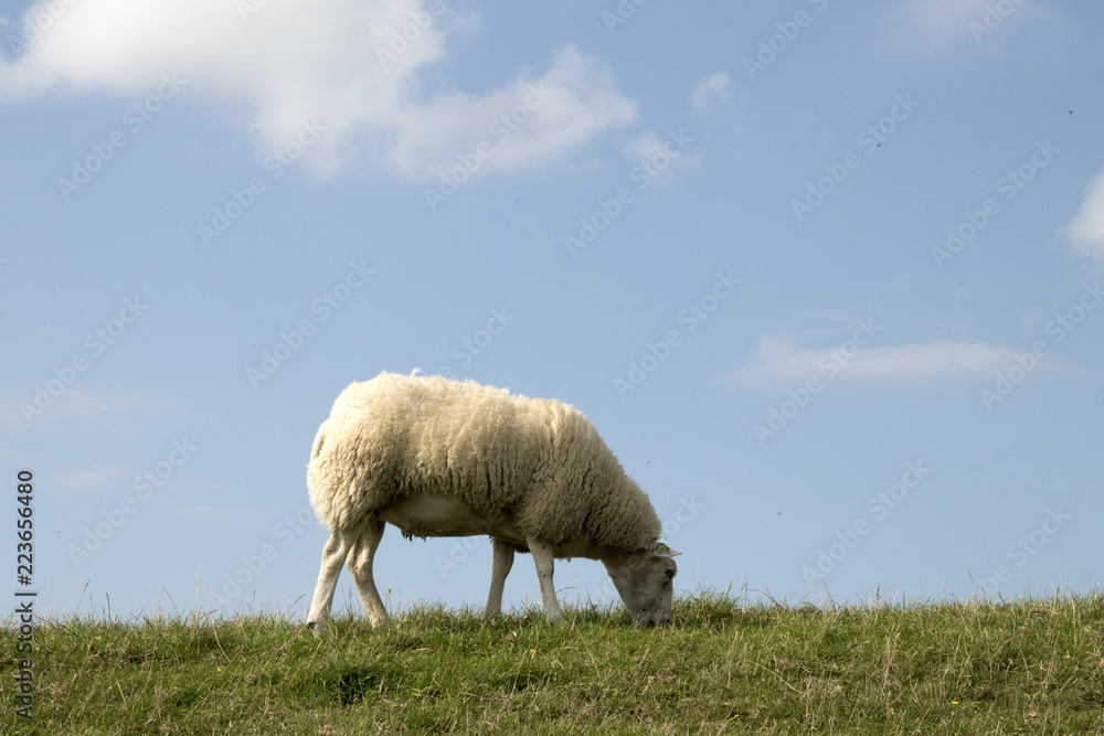 Fototapeta premium Sheep graze on a dutch dike