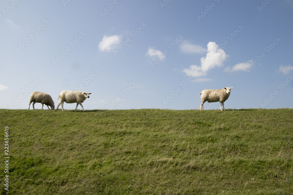 Fototapeta premium Sheep graze on a dutch dike