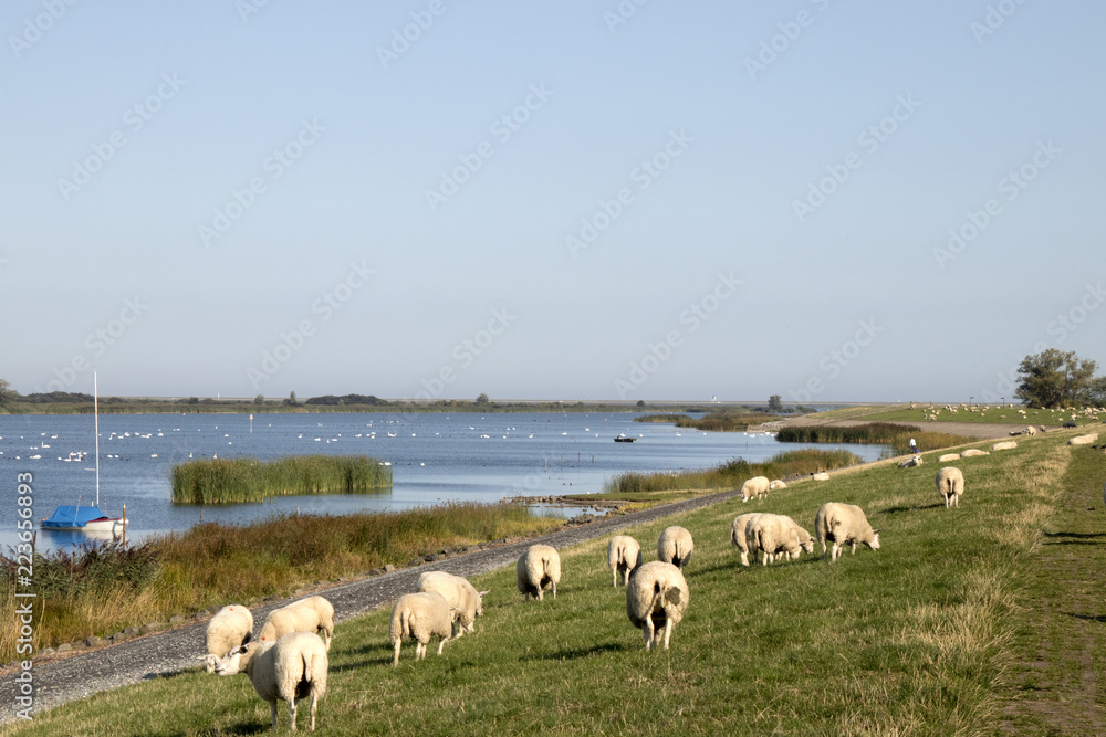 Sheep graze on a dutch dike