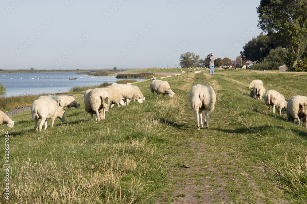 Sheep graze on a dutch dike Sheep graze on a dutch dike