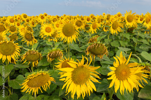 Fototapeta Naklejka Na Ścianę i Meble -  Sunflower Field