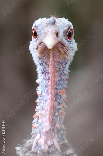 Turkey close-up head