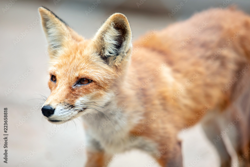 Fototapeta premium Zbliżenie Red Fox