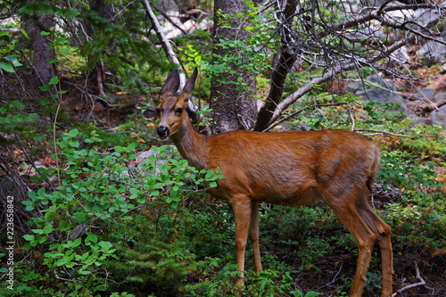 Mule deer female doe in the Rocky Mountain National Park, Colorado, USA © leochen66
