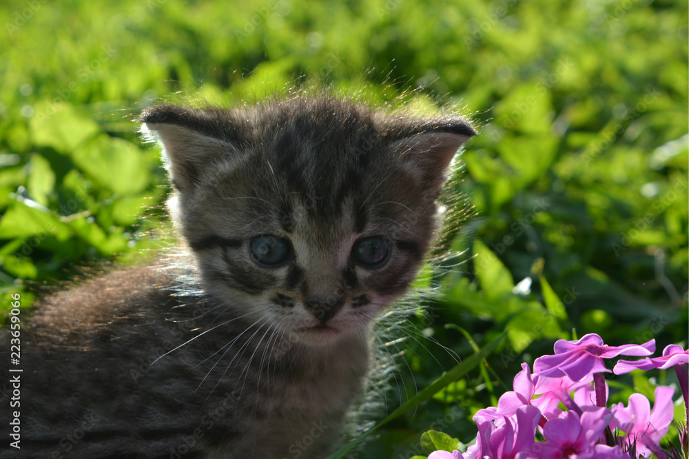 small gray striped kitten against a background of green grass and pink flowers. cute domestic pet 
