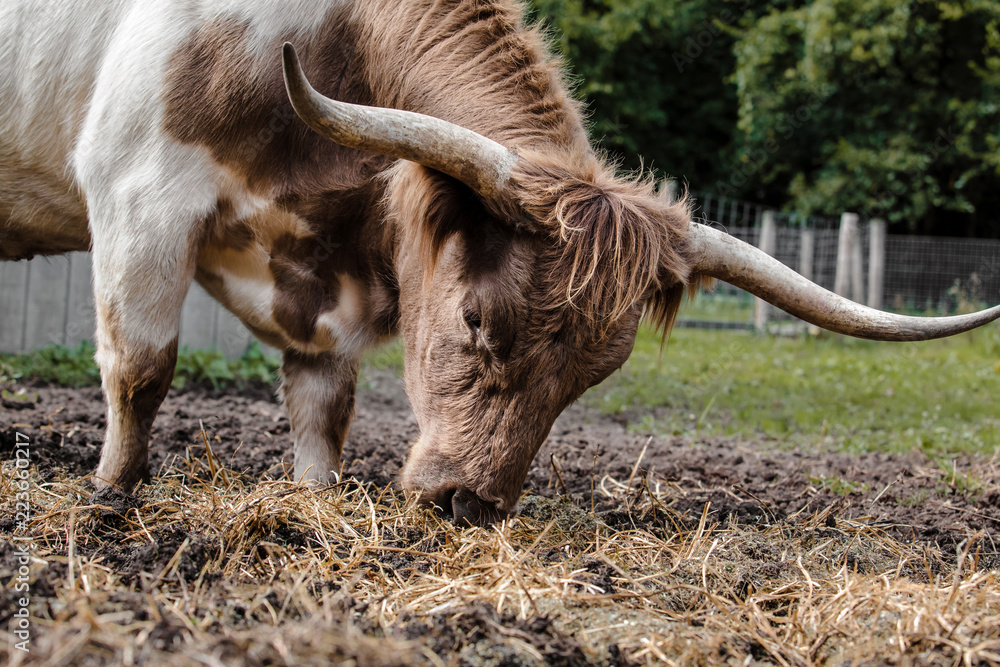 Fototapeta premium Cattle with horns grazing on farm