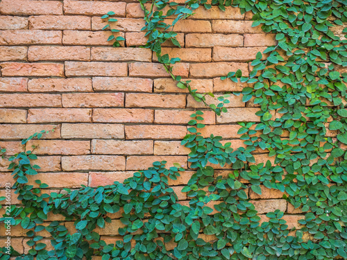Green leaves on brick wall © Photogrape