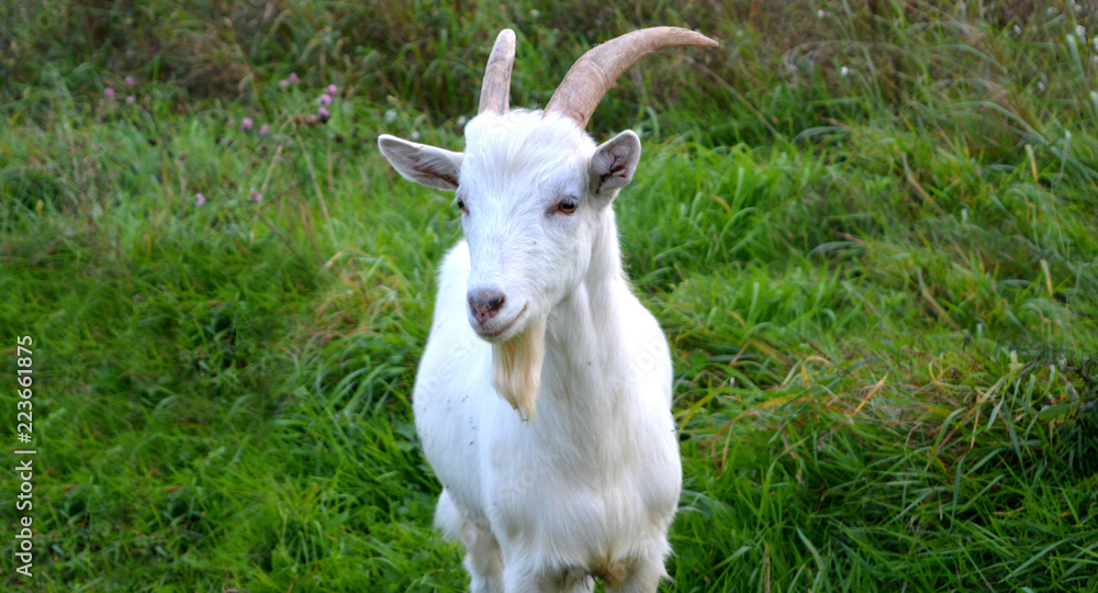 young white goat on a green meadow, a pet, free grazing, organic farming