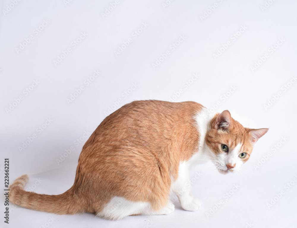 White and orange cat stabding on a white background