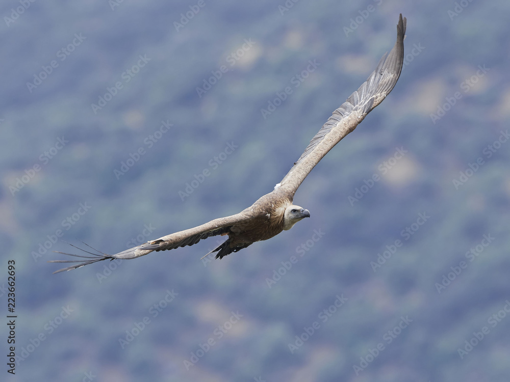 Griffon vulture in flight in its natural habitat