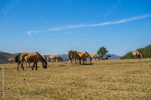 group of wild horses in Golden valley- Suoi vang valley -a famous eco-tourism area near by Da  Lat city- Lam Dong - viet nam © trong