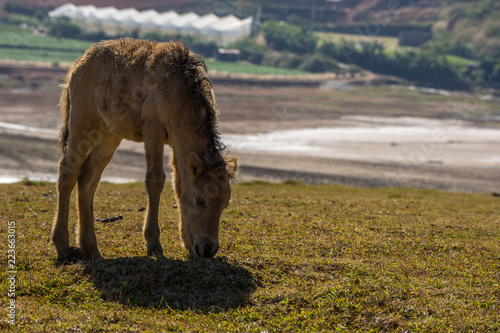 The wild horses playing and relax on yellow grass , in Suoi Vang valley ( golden valley) a farmous tousim in Dalat ciity photo