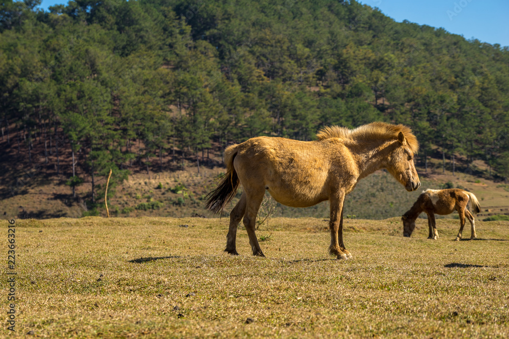 Fototapeta premium The wild horses playing and relax on yellow grass , in Suoi Vang valley ( golden valley) a farmous tousim in Dalat ciity