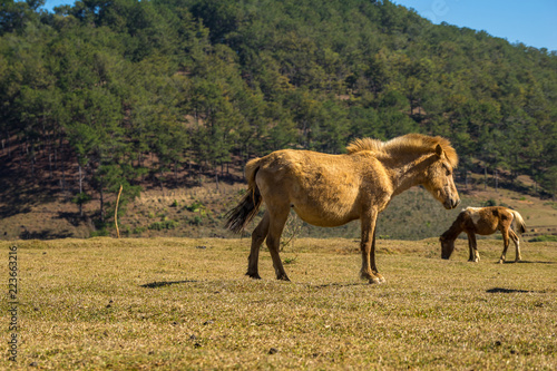 The wild horses playing and relax on yellow grass   in Suoi Vang valley   golden valley  a farmous tousim in Dalat ciity