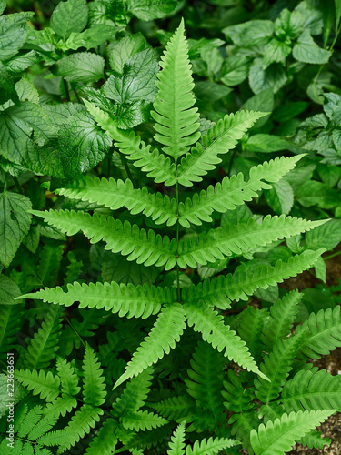 green leaf pattern