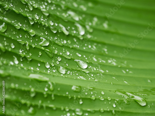 green leaf pattern