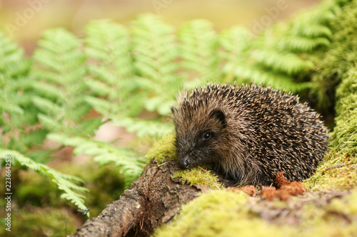 A stunning Hedgehog (Erinaceidae) in its mossy woodland habitat. photo