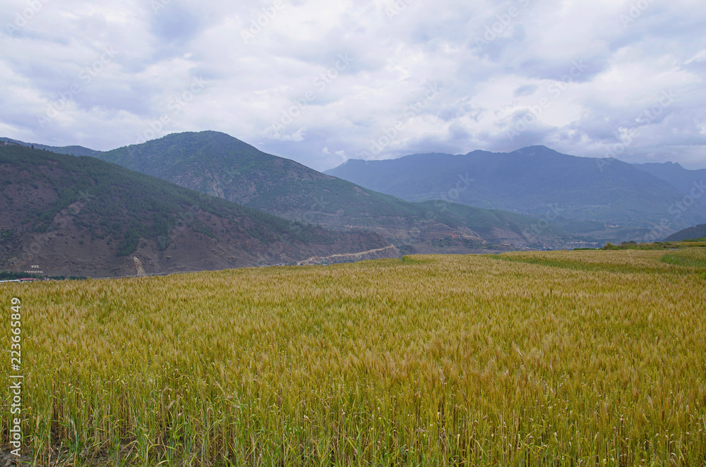 Agricultural field with mountain background. On the way to Chimi Lhakhang. Lobesa. Punakha District
