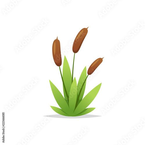 Reed grass cattail vector isolated