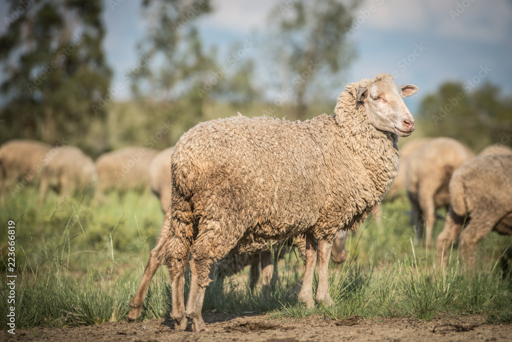Obraz premium Merino Sheep