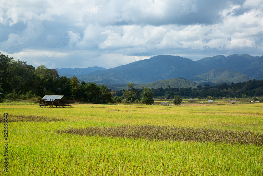 Rice fields near Pai Thailand