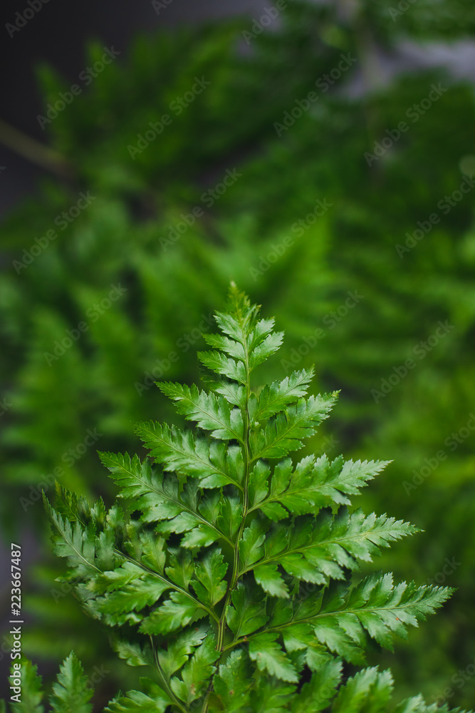 Green leatherleaf fern background.