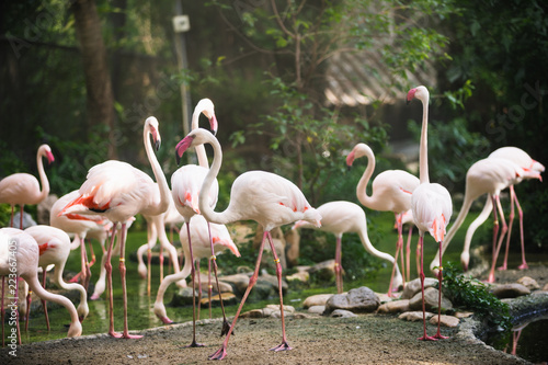 Flamingo bird day life with pond and trees in Dusit zoo, Bangkok.