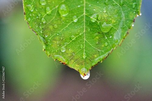 葉から落ちる水滴