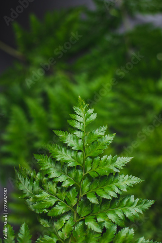 Obraz na płótnie Green leatherleaf fern background. w salonie