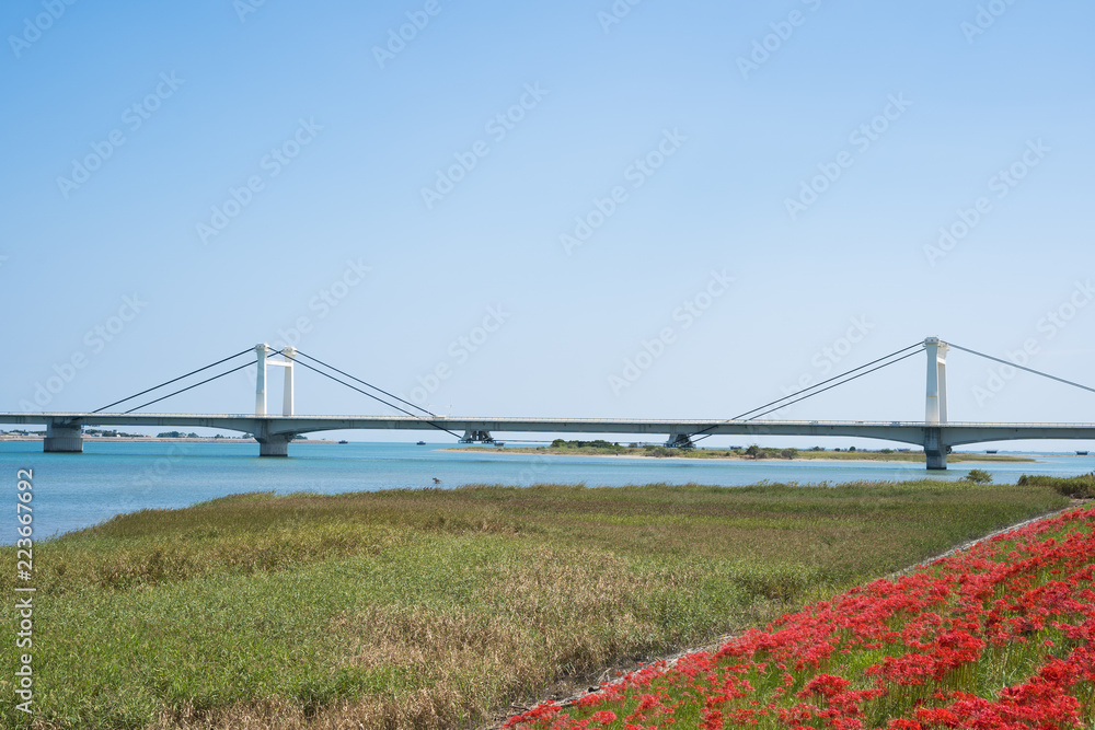 彼岸花としらさぎ大橋 徳島県吉野川堤防南岸 彼岸花としらさぎ大橋 徳島県吉野川堤防南岸