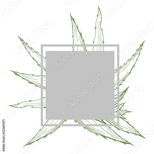 Hand drawn aloe vera plant. Vector frame