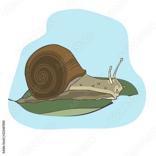 snail cartoon vector