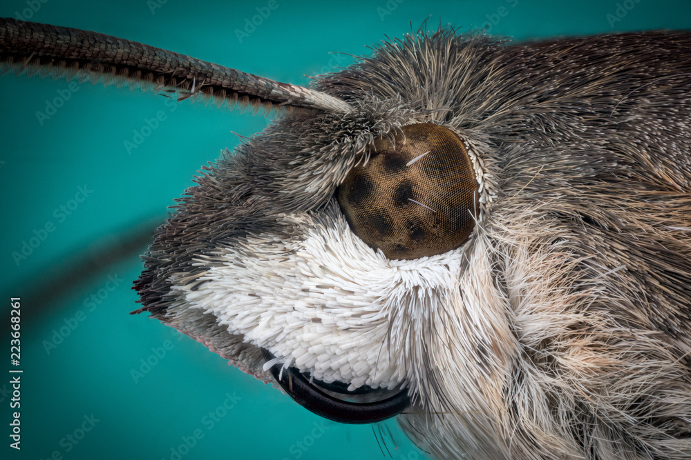 Obraz premium Head of moth macro