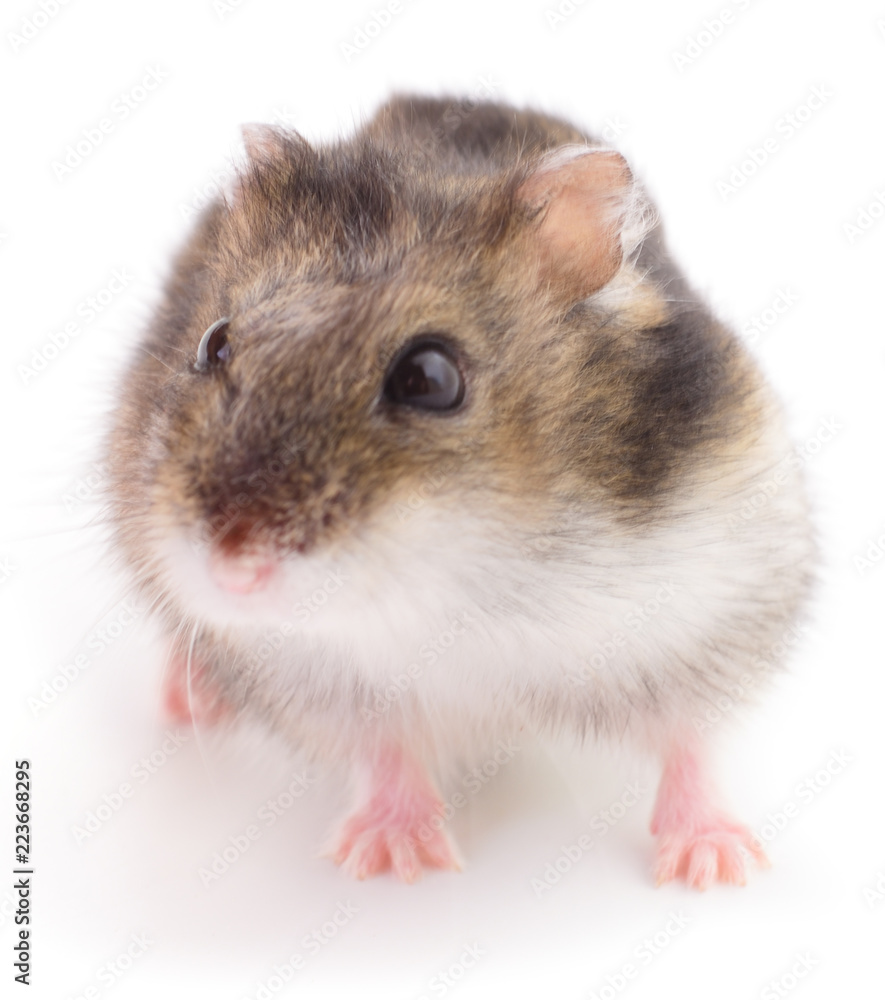 Small domestic hamster. Small domestic hamster.