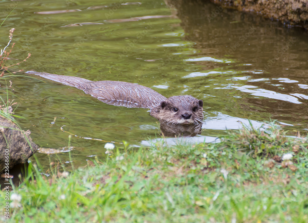 Aonyx or Ambionyx cinereus Small-Clawed Otter in pond looking at you Aonyx or Ambionyx cinereus Small-Clawed Otter in pond looking at you