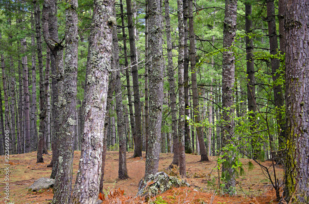 Fototapeta premium Pine trees. On the way to Paro Taktsang Tiger's nest. Located near Paro