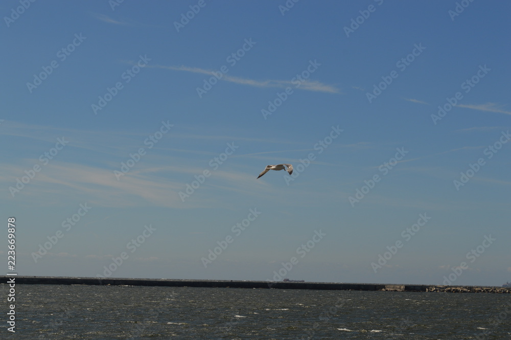 seagull flying over the sea